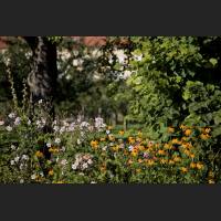 IMG_9118_Schloss_Dachau_Garten_Blumenbeet.jpg