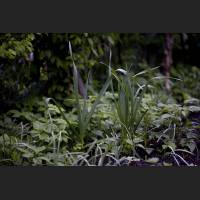 IMG_7863_Knoblauch_2400.jpg