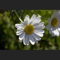 IMG_8200_Margeritte_1200.jpg
